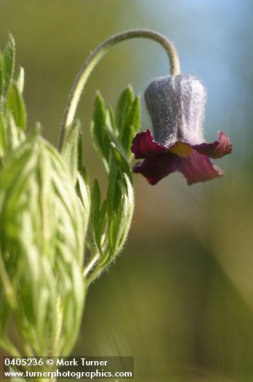 Vase Flower blossom detail, low angle