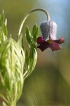 Vase Flower blossom detail, low angle