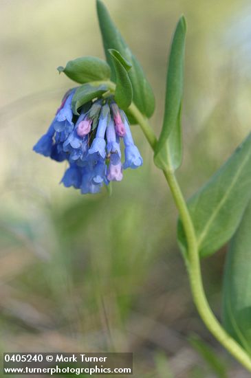 Small Bluebells