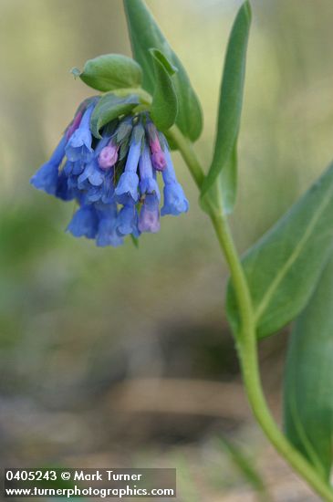 Small Bluebells