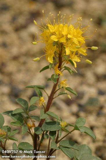 Golden Bee Plant