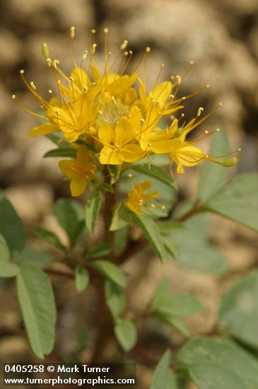 Golden Bee Plant blossoms & foliage detail