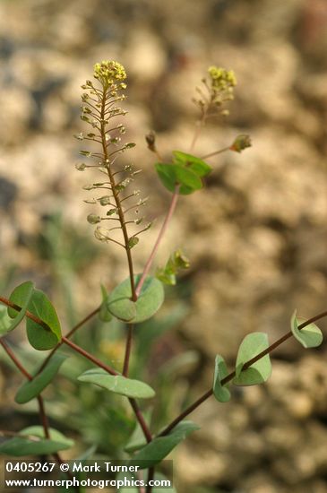 Clasping Pepperweed