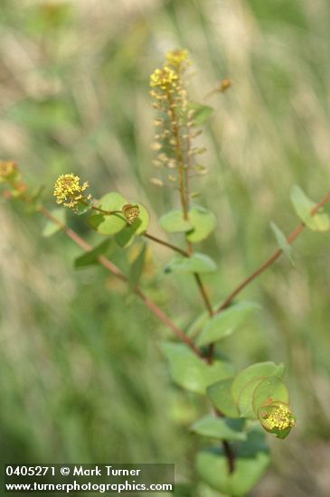 Clasping Pepperweed