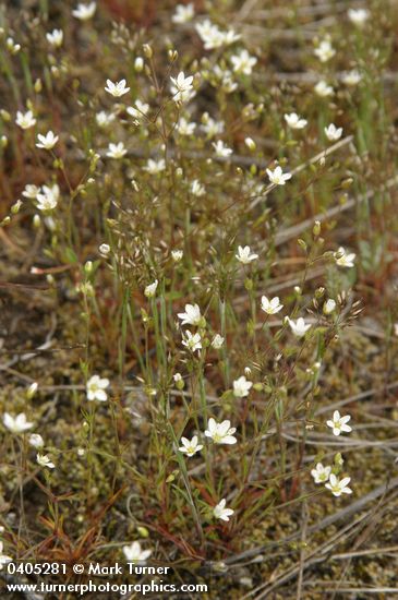 Slender Stitchwort