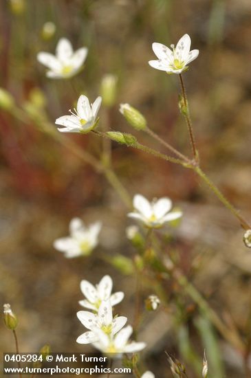 Slender Stitchwort blossoms