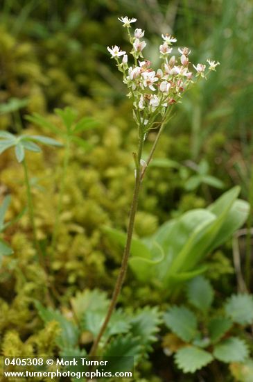 Rusty-haired Saxifrage