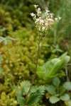 Rusty-haired Saxifrage