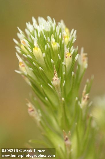 Narrow-leaved Owl Clover bracts & blossoms detail