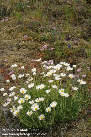 Cut-leaved Daisies w/ Olympic Onions