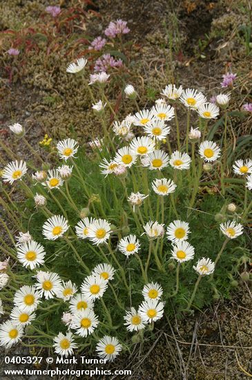 Cut-leaved Daisies w/ Olympic Onions