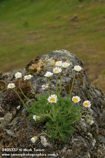 Cut-leaved Daisies on rock point