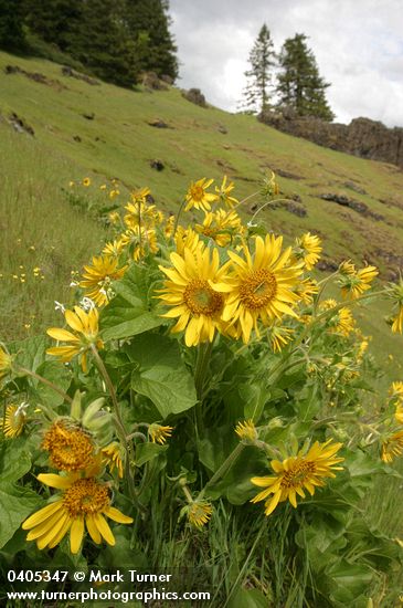 Deltoid Balsamroot