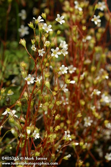 Nuttall's Saxifrage