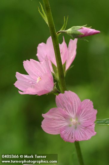 Meadow Checker Mallow blossoms