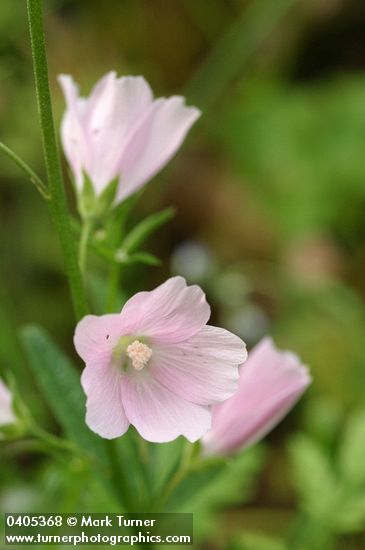 Meadow Checker Mallow blossoms