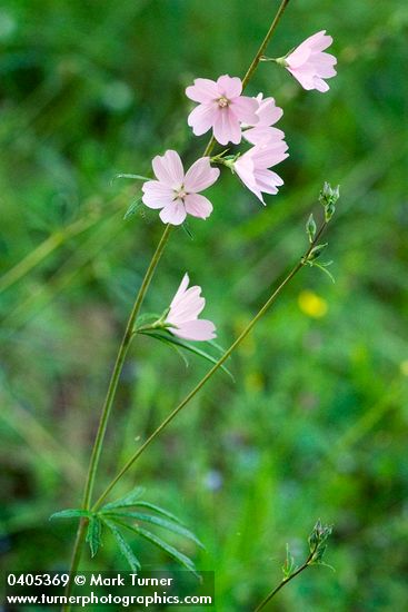 Meadow Checker Mallow