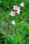 Meadow Checker Mallow