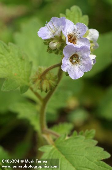 Bolander's Phacelia