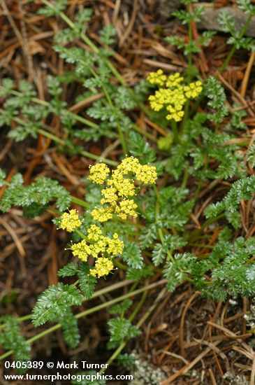 Hall's Desert Parsley