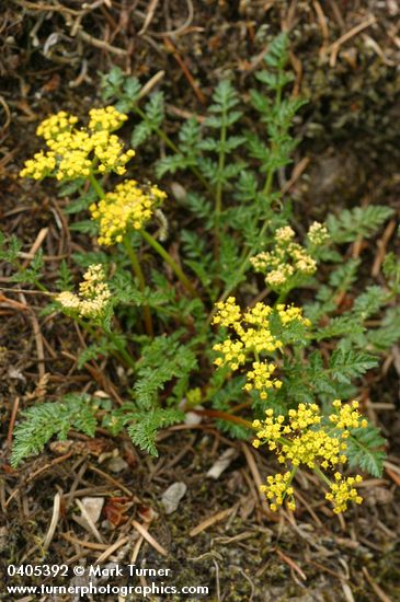 Hall's Desert Parsley