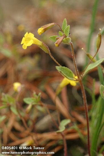 Candelabrum Monkeyflower