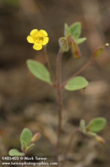 Candelabrum Monkeyflower