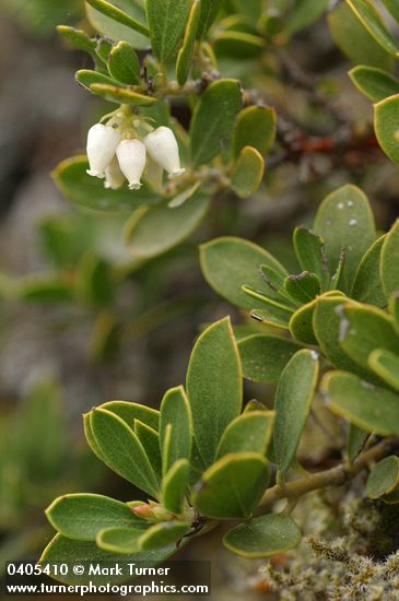 Pinemat Manzanita blossoms & foliage