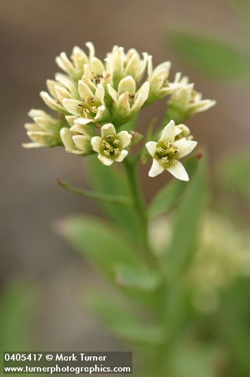Common Bastard Toad-flax blossoms detail