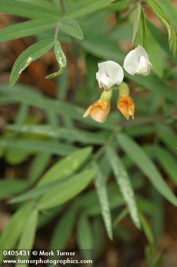 Mountain Pea