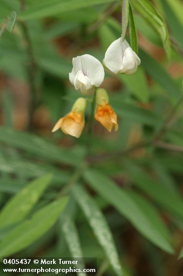 Mountain Pea blossoms & foliage