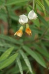 Mountain Pea blossoms & foliage