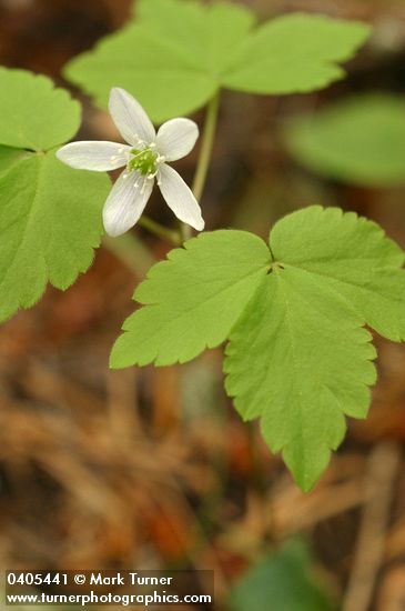 Western Wood Anemone (white form)