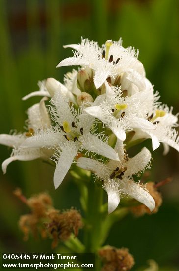 Bog Buckbean blossoms detail