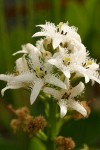 Bog Buckbean blossoms detail