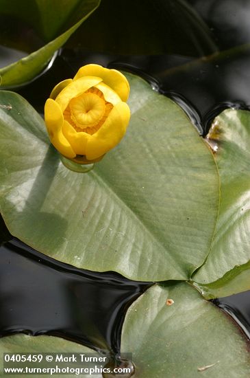 Yellow Pond Lily