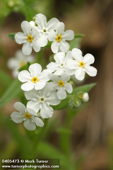 Popcorn Flower blossoms detail