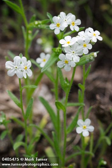 Popcorn Flower