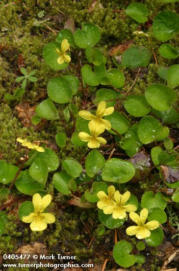 Round-leaved Yellow Violet