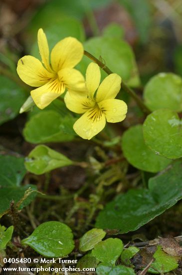 Round-leaved Yellow Violet blossoms & foliage detail