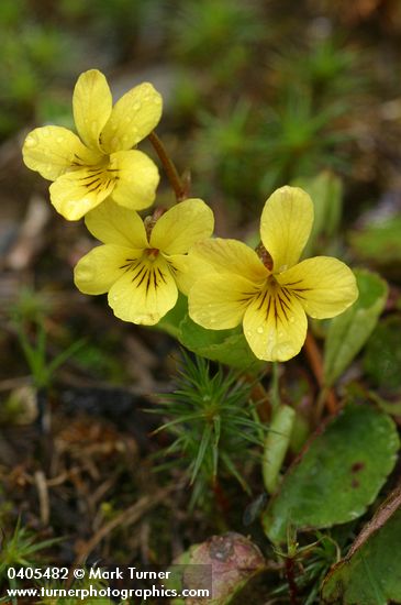 Round-leaved Yellow Violet blossoms & foliage detail