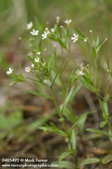 Midget Phlox