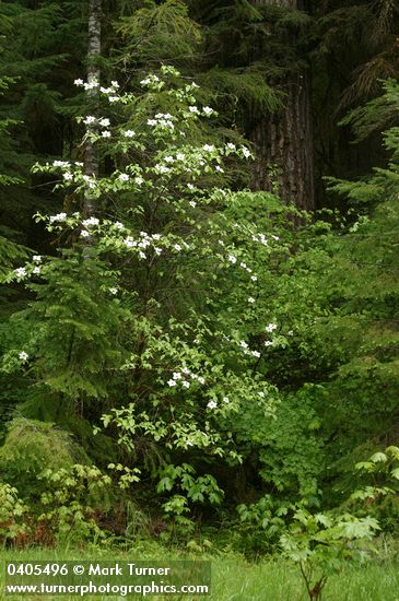 Pacific Dogwood against Douglas-fir trunk