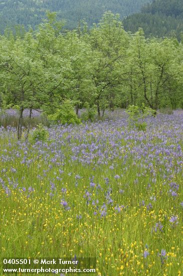 Great Camas in meadow w/ Oregon White Oaks