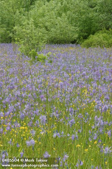 Great Camas in meadow