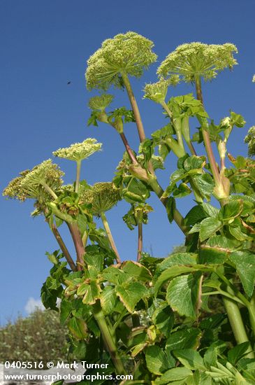 Sea-Watch blossoms & foliage, low angle against blue sky