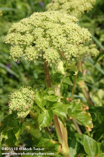 Sea-Watch blossoms & foliage detail