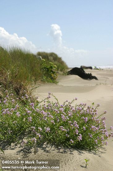 European Searocket on beach