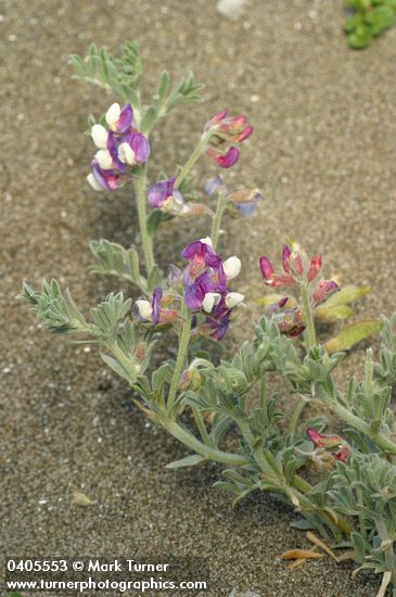 Silky Beach Pea