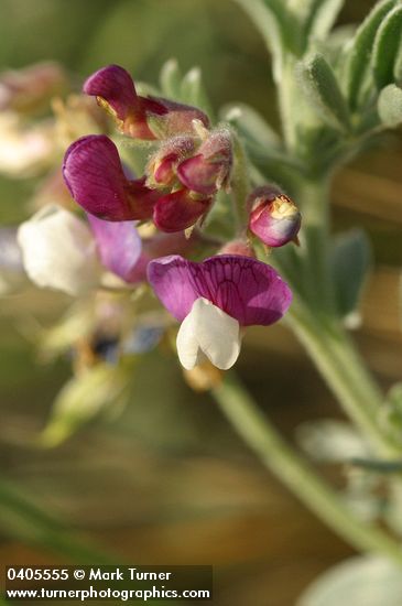 Silky Beach Pea blossoms detail
